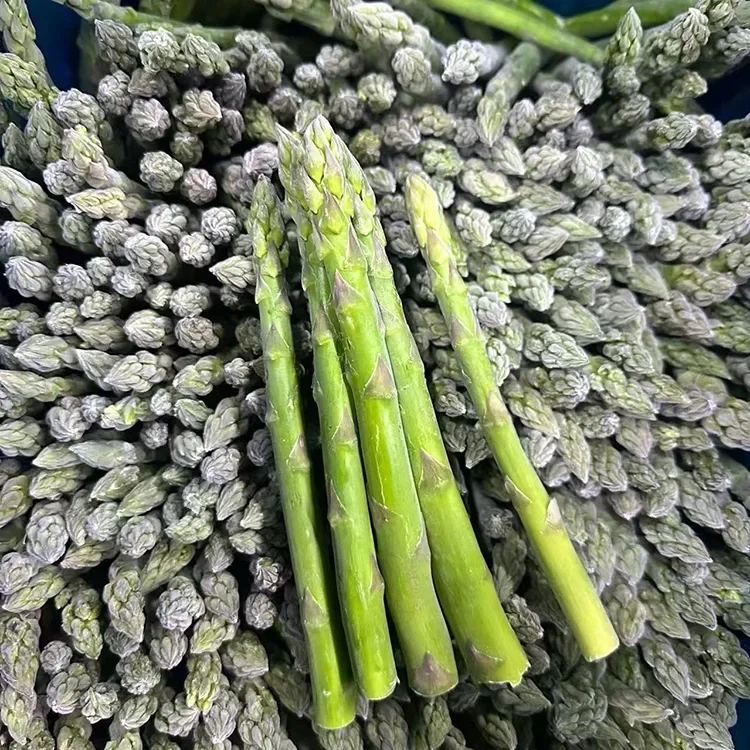 Koho ʻia ʻo Frozen Green Asparagus no ka lawelawe meaʻai paʻa a me ka lako lako