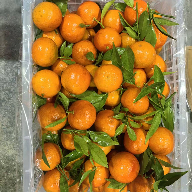 Mashui Mandarin hou