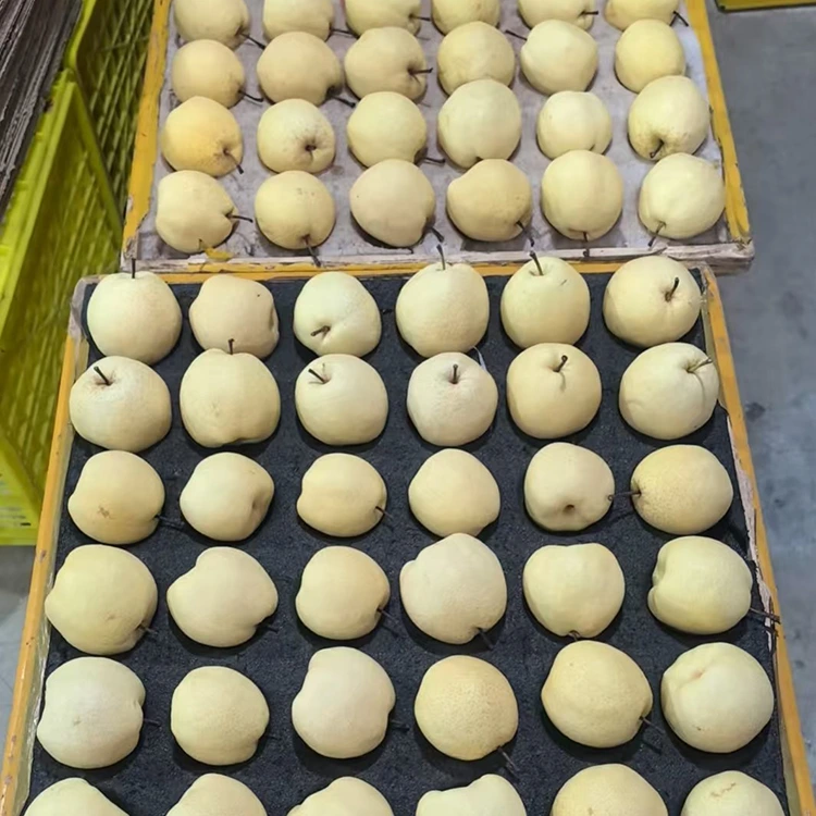 Pear Gong Kohi Hou