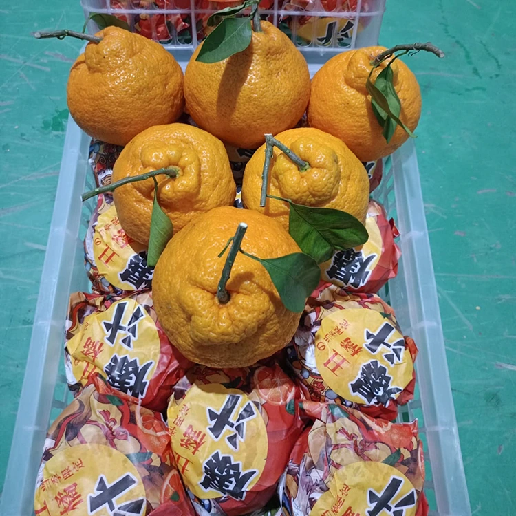 Shiranui Mandarin hou
