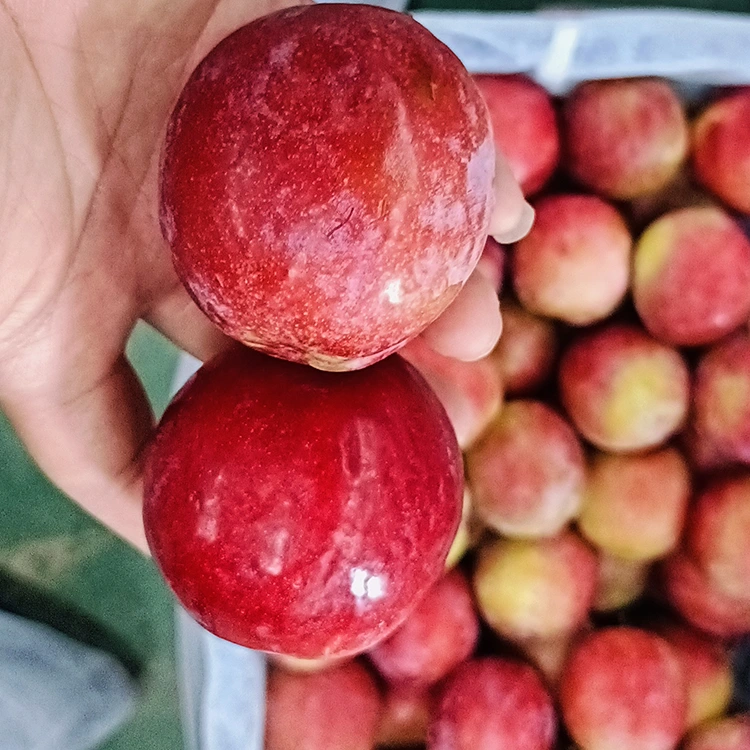 ʻO Meiyi Plum ʻulaʻula hou