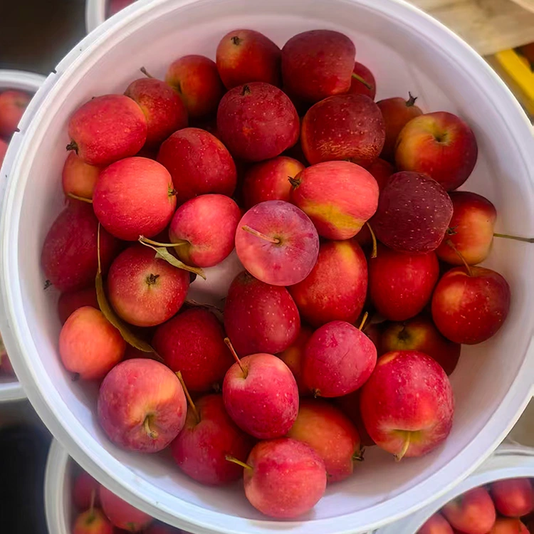 Kiekie Kiekie-Krop Chinese Cherry Apple