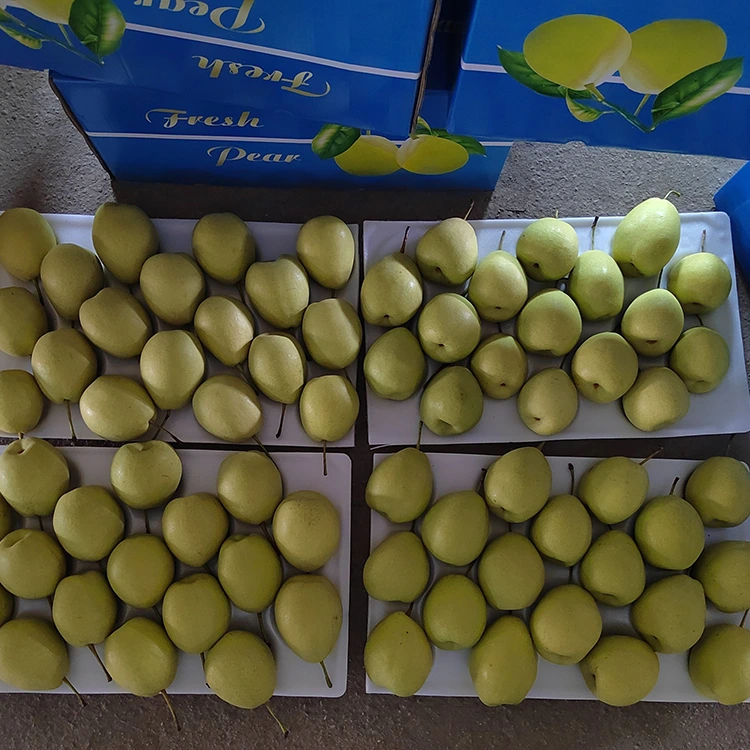 Nā Pears Shandong ʻoluʻolu
