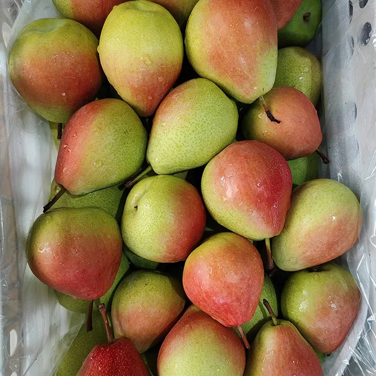 Pear Ula ʻulaʻula i koho ʻia e lima lima