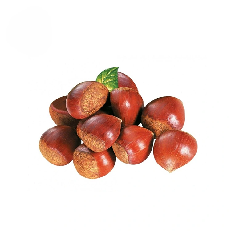 ʻO Chestnut Koʻikoʻi